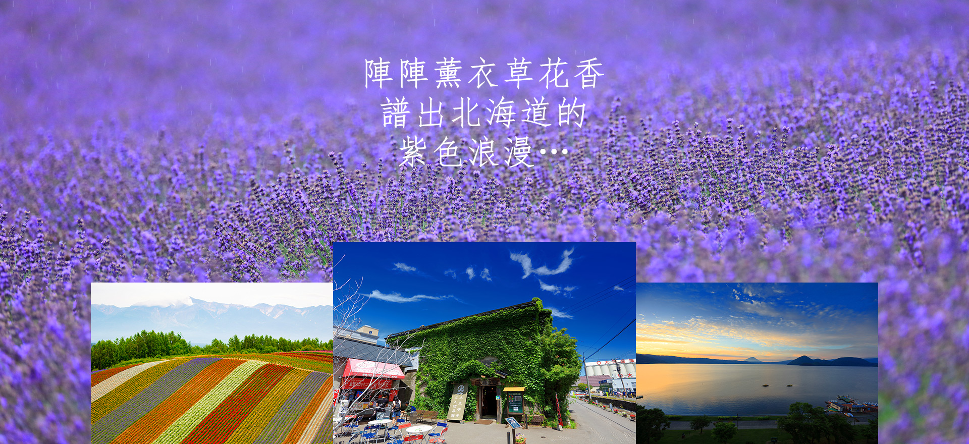 陣陣薰衣草花香譜出北海道的紫色浪漫