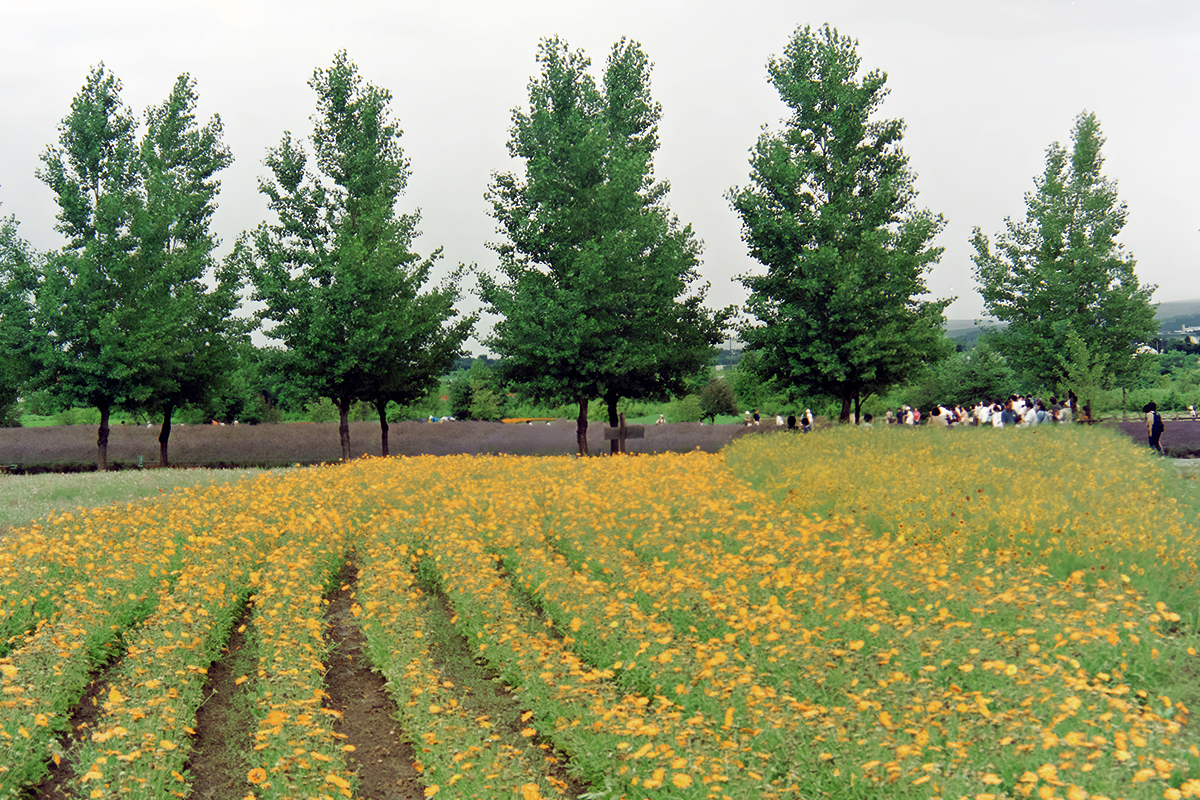 富田農場