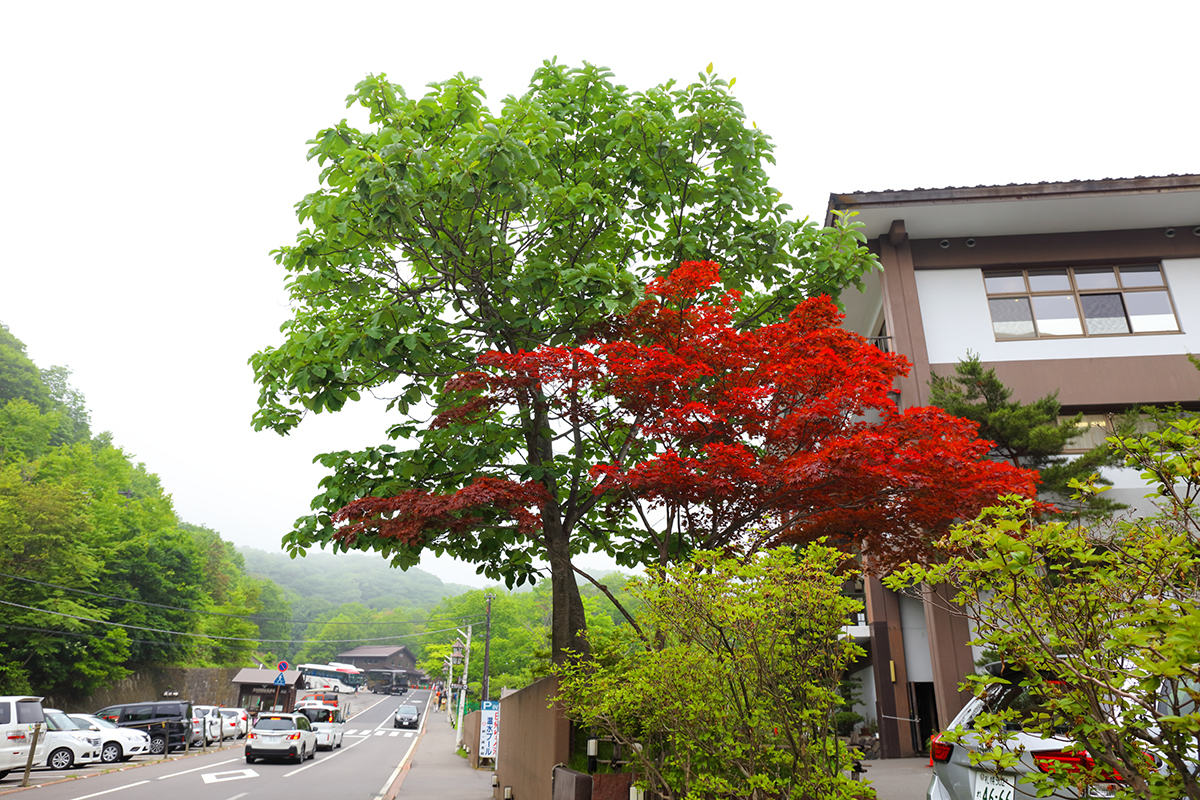 登別地獄谷 路上