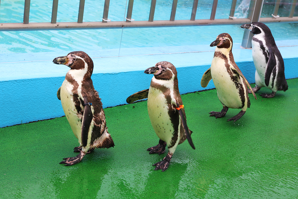 室蘭水族館 企鵝遊行