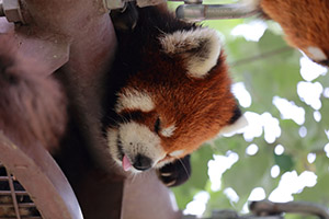 旭川動物園